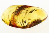 Fossil Aphids, True Midge, and Mites in Baltic Amber #275414-1